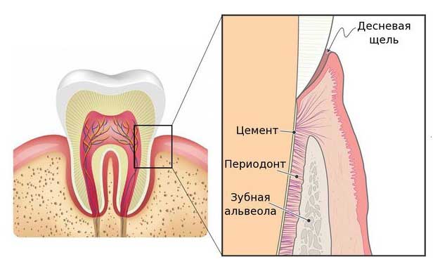 Периодонт. Строение периодонта зуба. Строение зуба периодонтит.